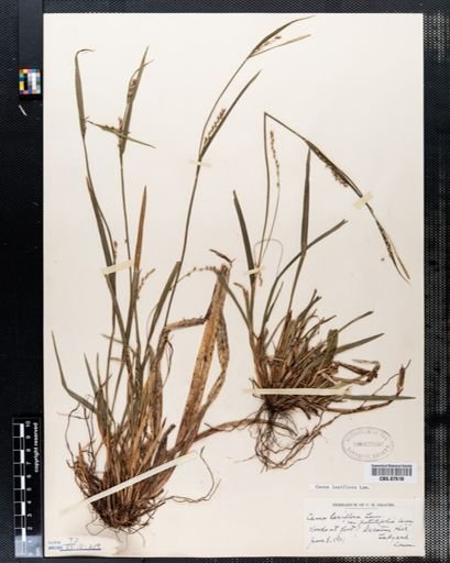 Carex laxiflora