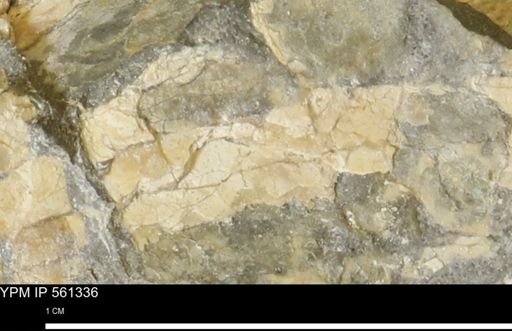 Baculites sp.
