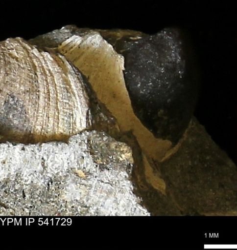 Limopsis striatopunctatus