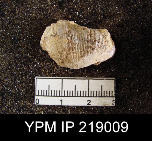 Dictyoclostus portlockianus var. crassicostatus