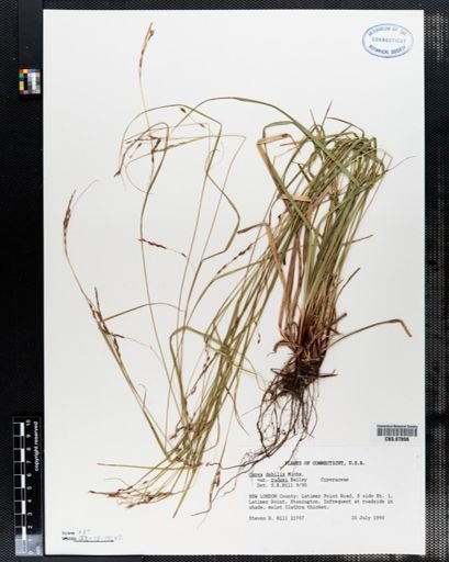 Carex debilis