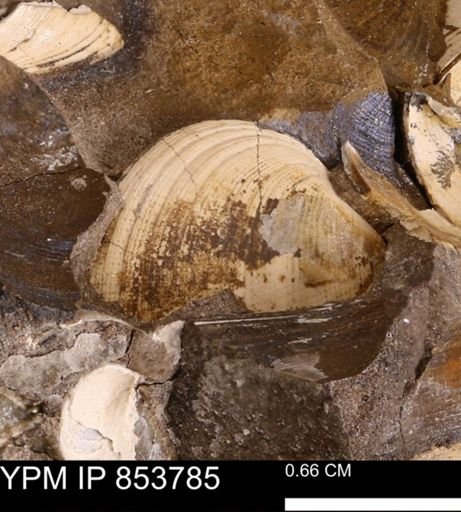 Limopsis striatopunctatus