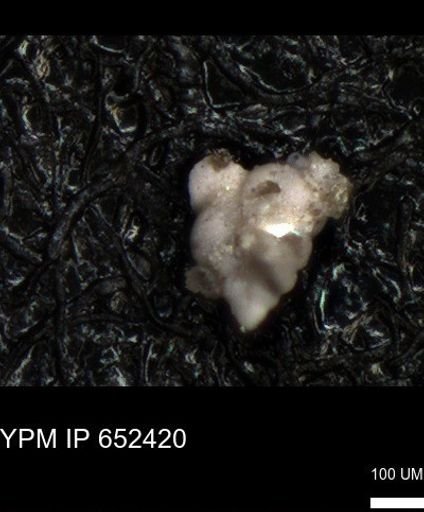 undet. Heterohelicidae