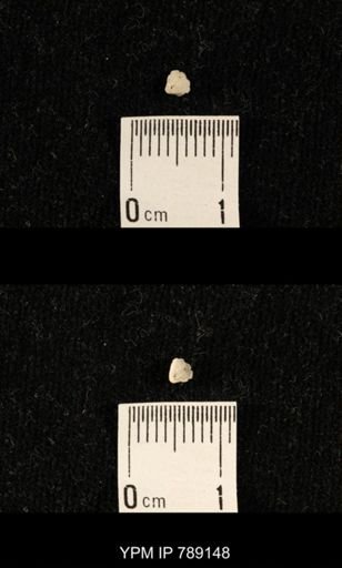 undet. Brachiopoda