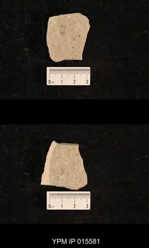 Chelopterum peregrinum