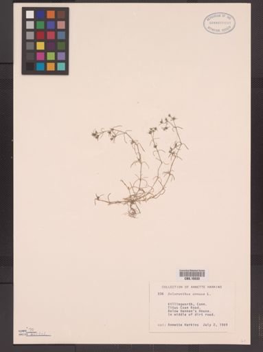 Scleranthus annuus