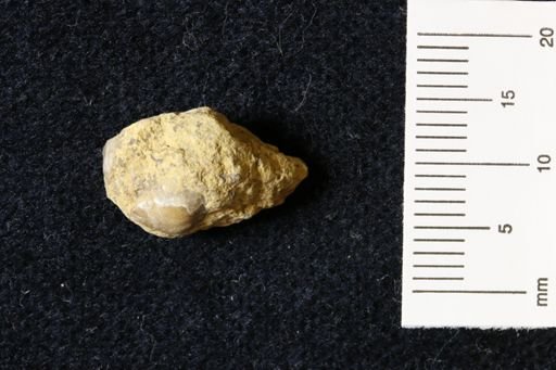 Marginifera wabashensis