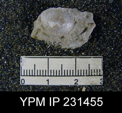 Cancrinella sp.