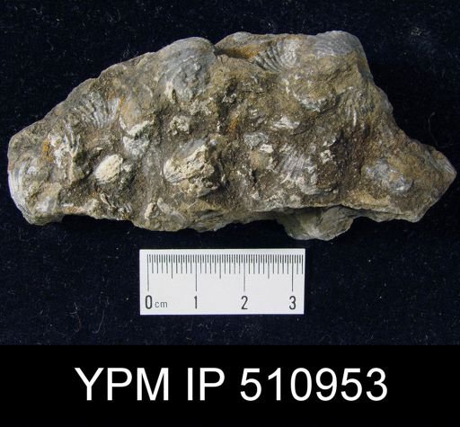 Rhynchonella plena