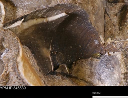 Limopsis striatopunctatus