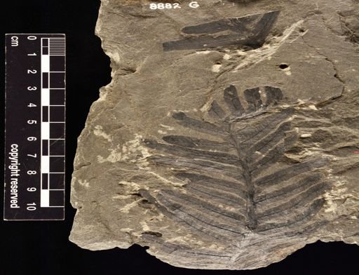 Asterocarpus virginiensis