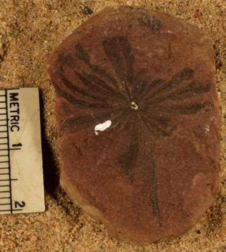 Annularia stellata