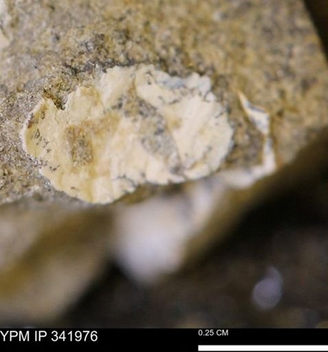 undet. Mollusca