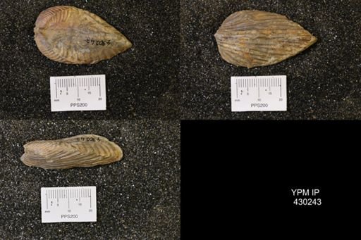 Grammysioidea arcuata