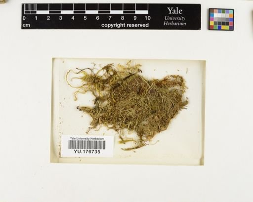Plantae