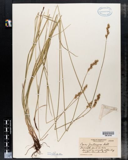Carex festucacea