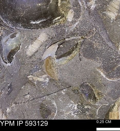 Protocardia?