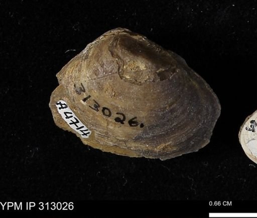 Corbicula