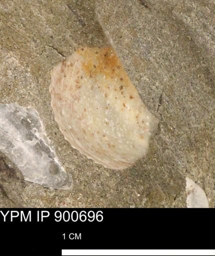 Protocardia subquadrata