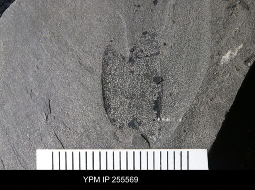 Eurypterida