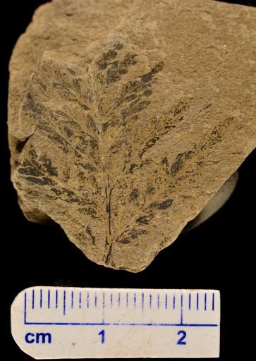 Thyrsopteris rarinervis