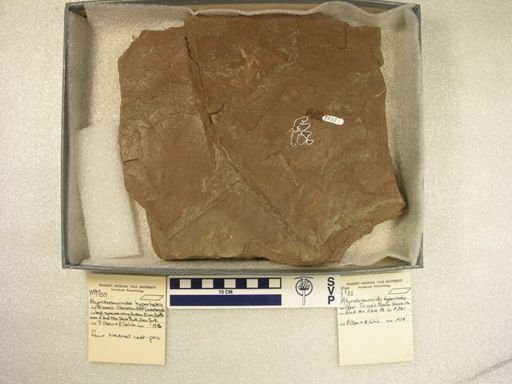 Rhynchosauroides hyperbates
