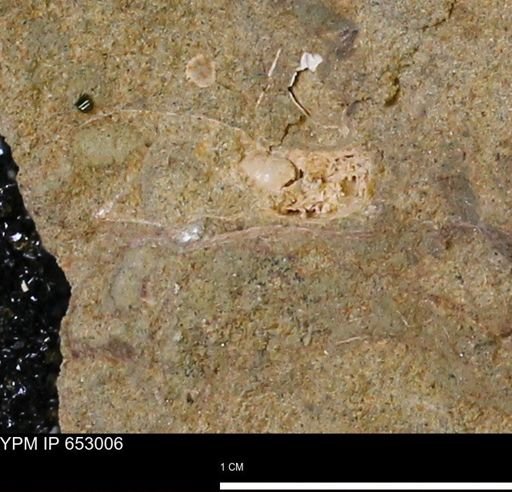 Mollusca