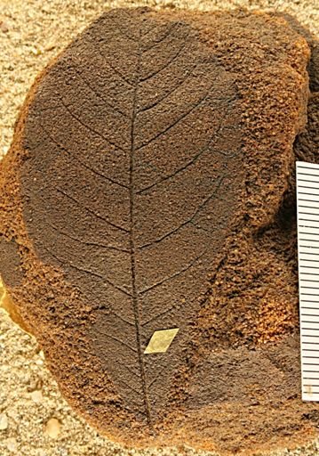 Angiospermopsida