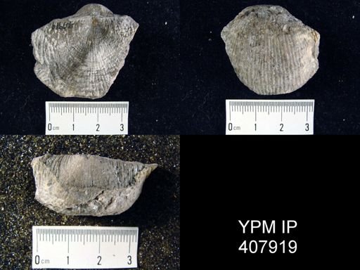 Dictyoclostus semireticulatus