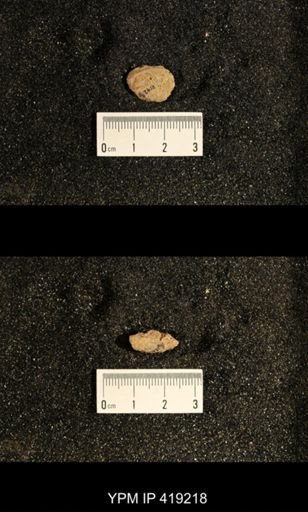 Astartella sp.