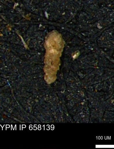 undet. Foraminiferida