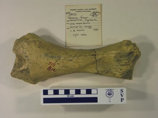 Teleoceras fossiger