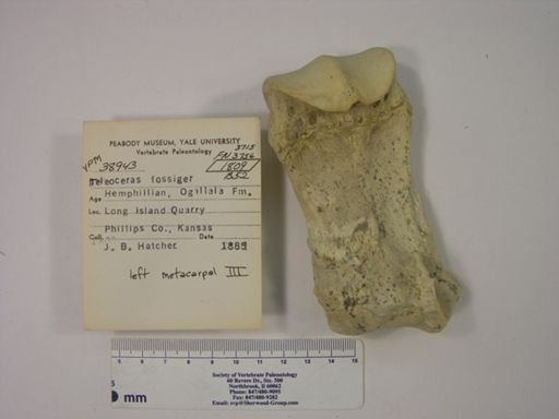Teleoceras fossiger