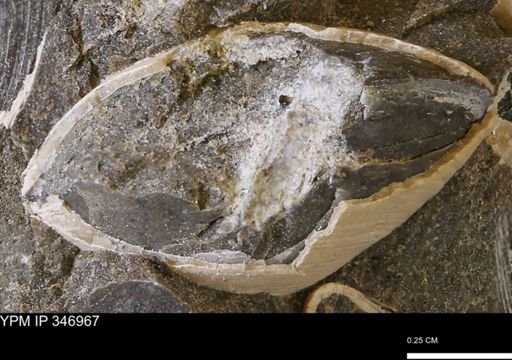 Limopsis striatopunctatus