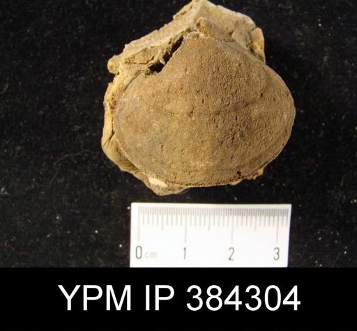 Meristella lentiformis
