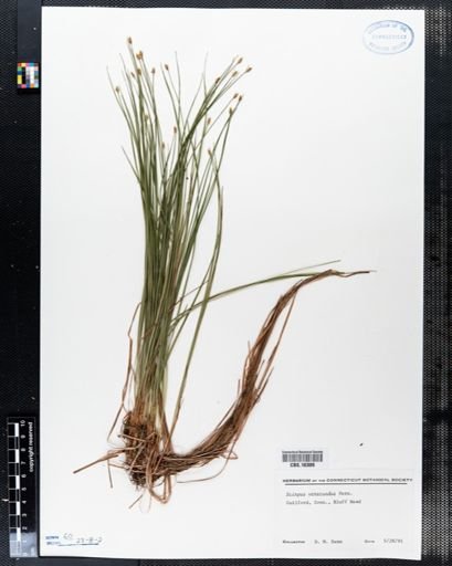 Scirpus verecundus