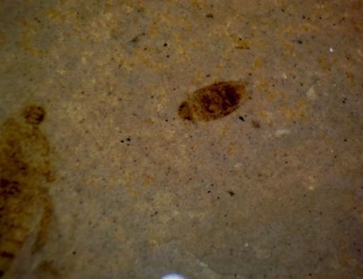 undet. Coleoptera
