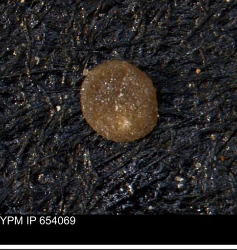 undet. Foraminiferida