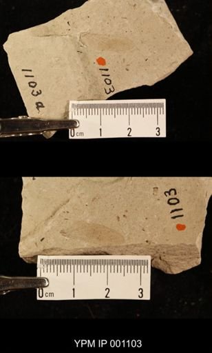 Protereisma permianum