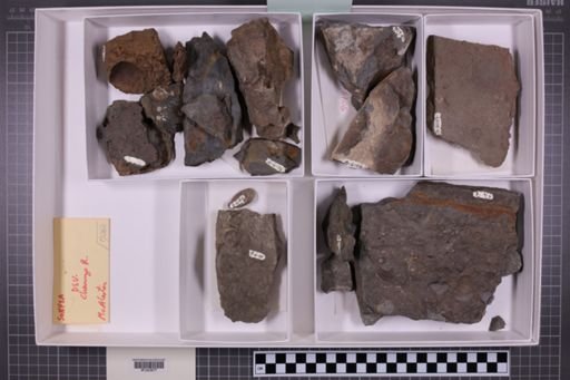 mixed taxa, stratigraphic collection