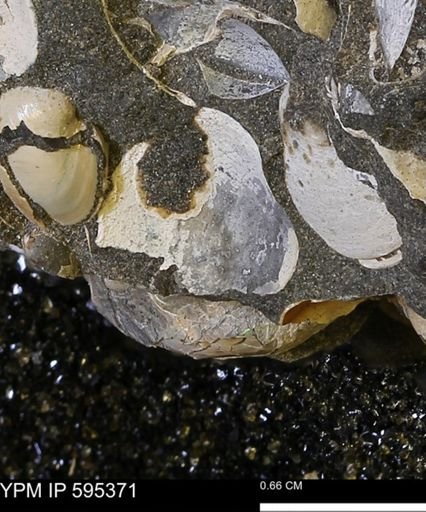 Protocardia sp.