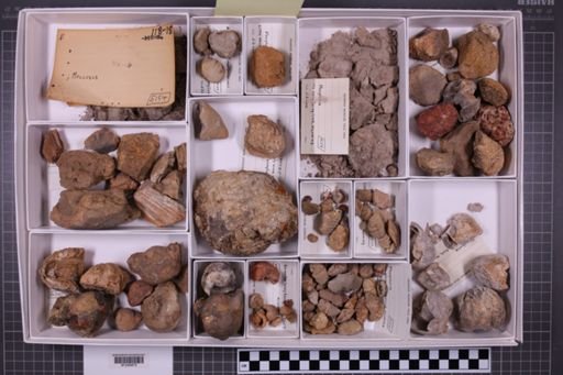 mixed taxa, stratigraphic collection