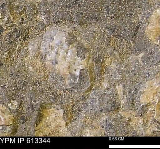 Scaphites sp.
