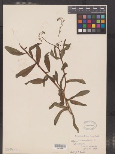 Myosotis scorpioides