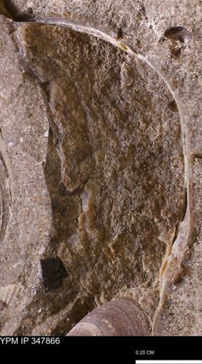 undet. Bivalvia