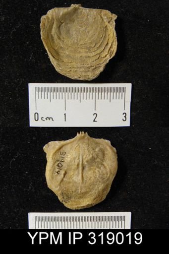 Linoproductus sp.