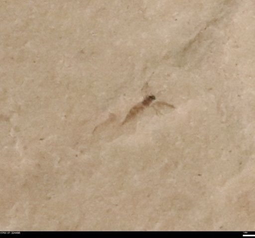 undet. Insecta