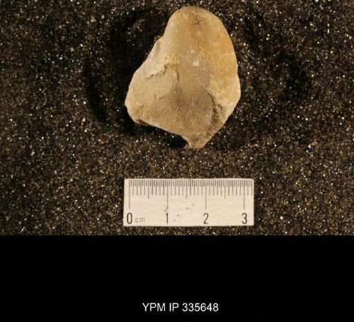 Linoproductus cora