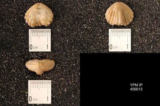 Rhynchonella dentata