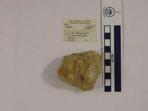 Arsinoitherium sp.